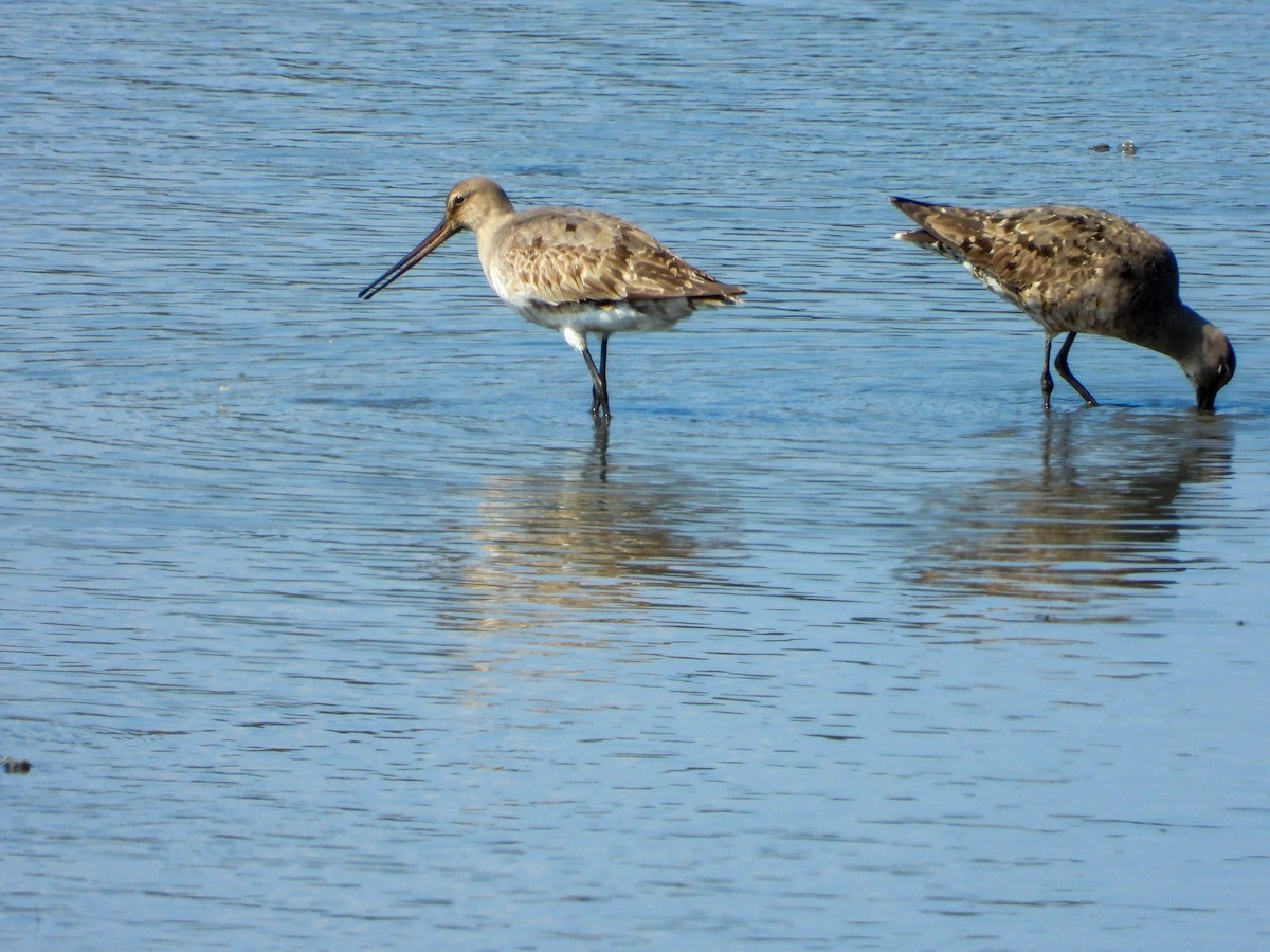 Hudsonian Godwit - ML641866723