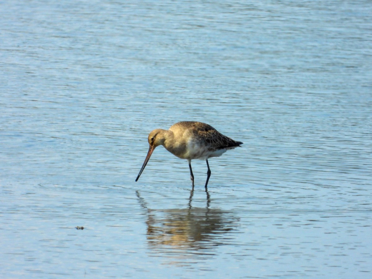 Hudsonian Godwit - ML641866724