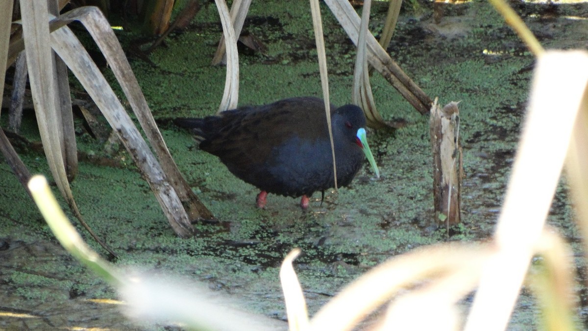 Plumbeous Rail - ML641866725