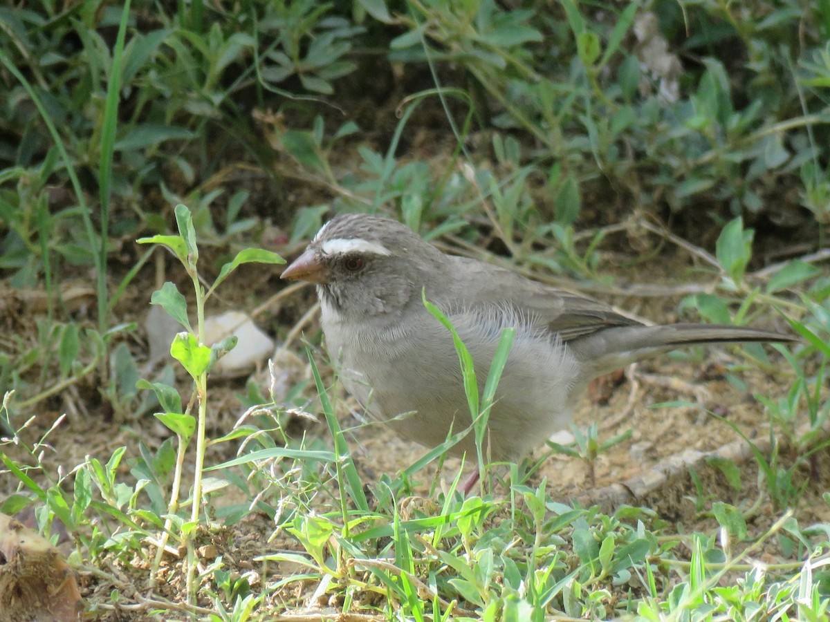 Brown-rumped Seedeater - ML641866734