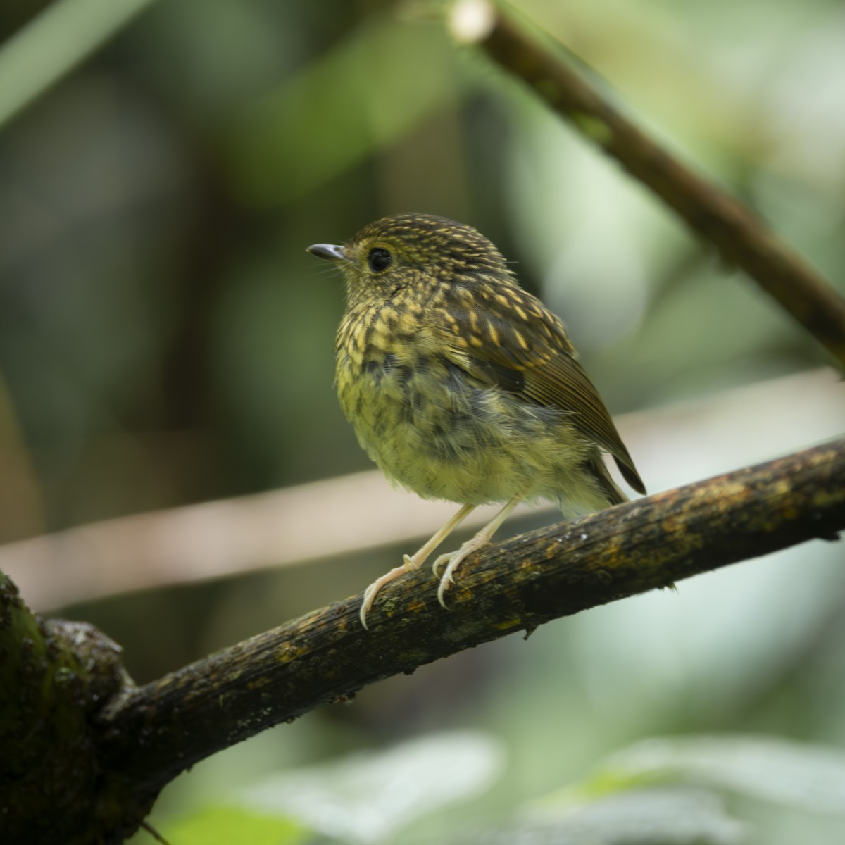 Snowy-browed Flycatcher - ML641866738