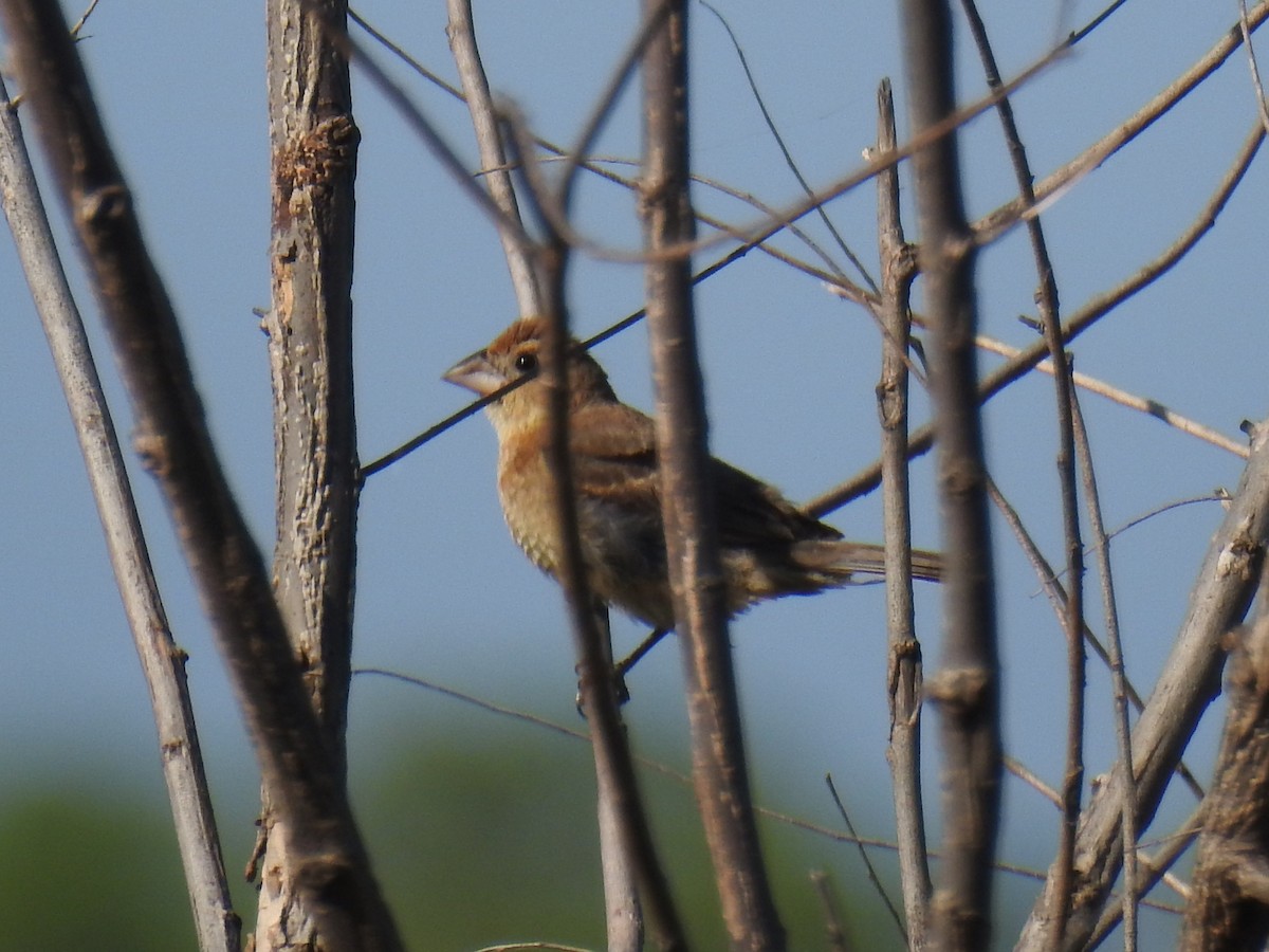 Blue Grosbeak - ML641866739