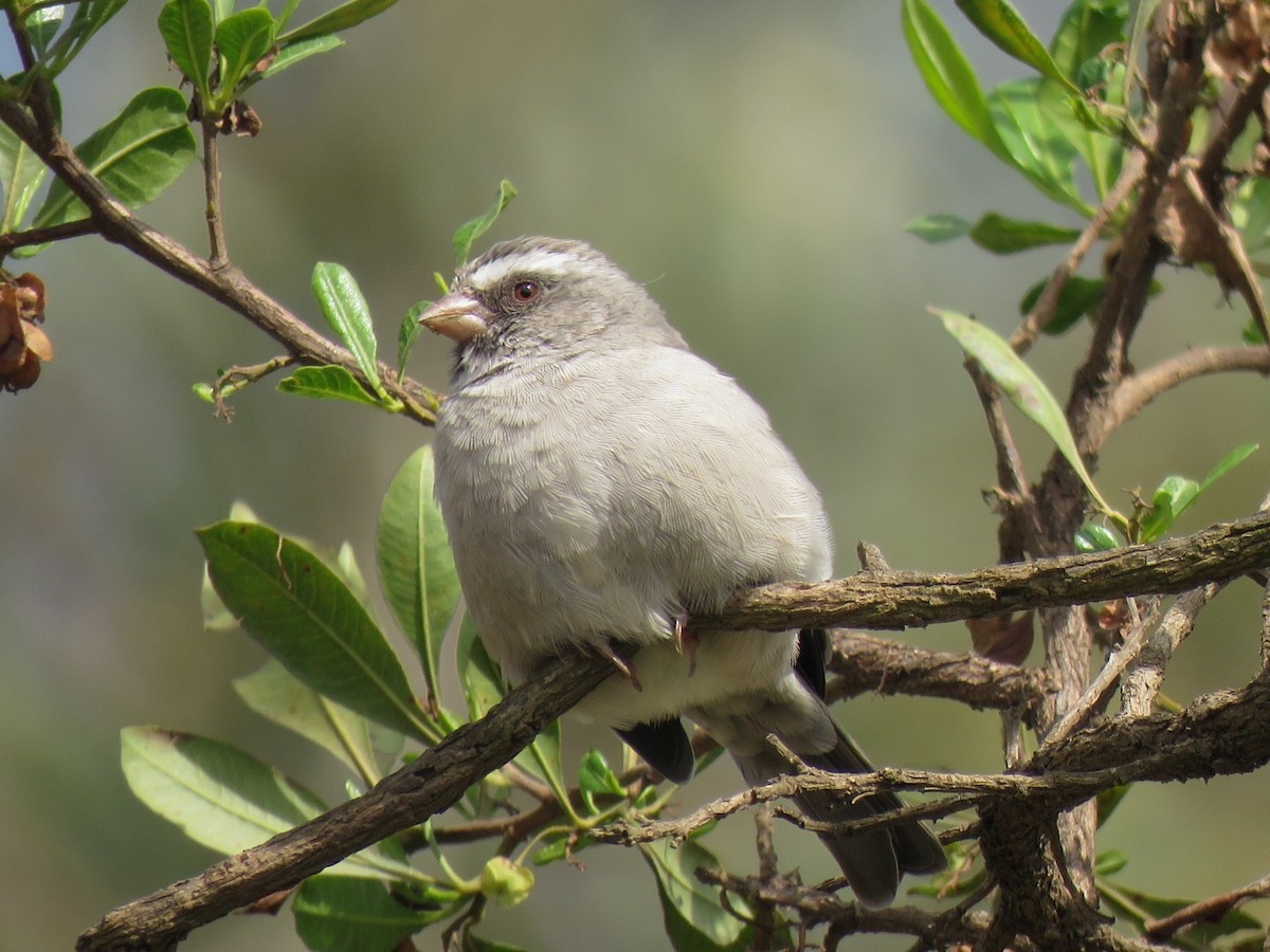 Brown-rumped Seedeater - ML641866740