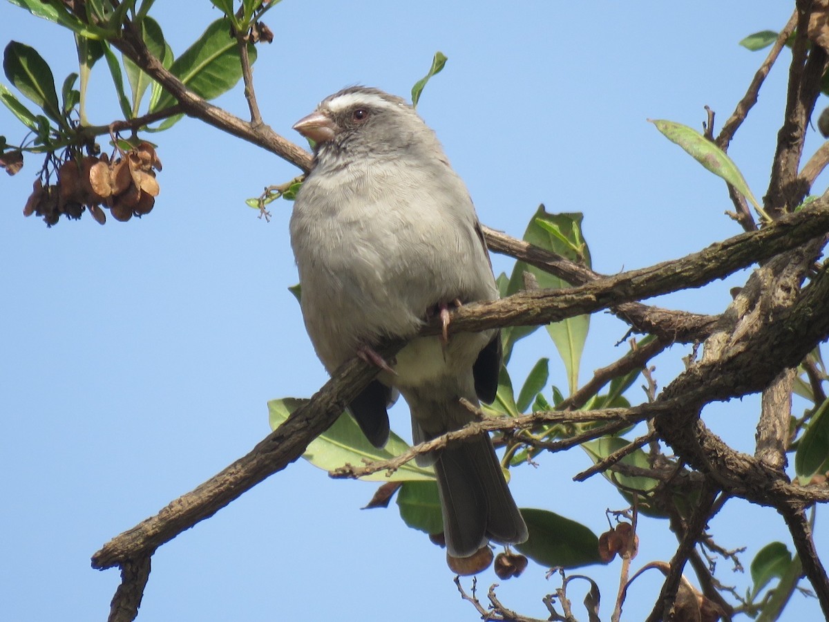 Brown-rumped Seedeater - ML641866749