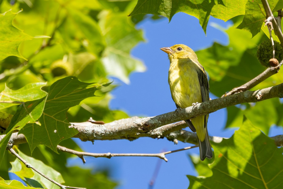 Scarlet Tanager - ML641866750