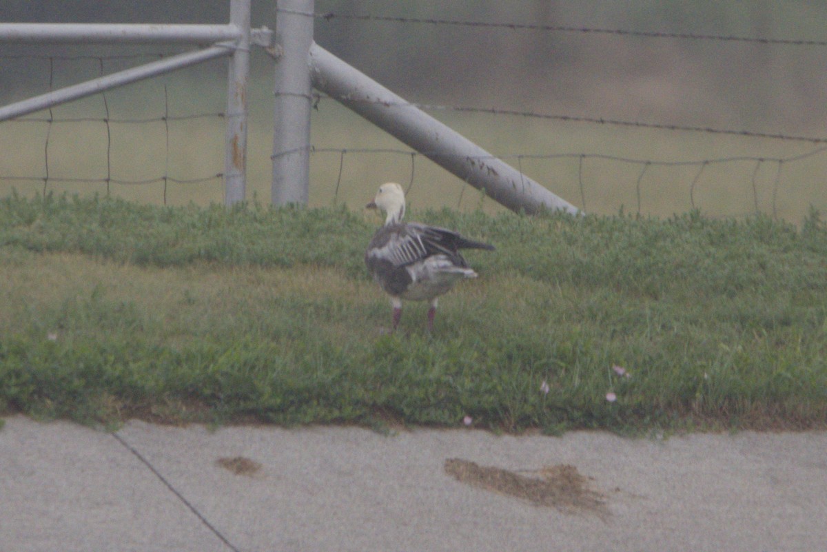 Цасны галуу - ML641866752