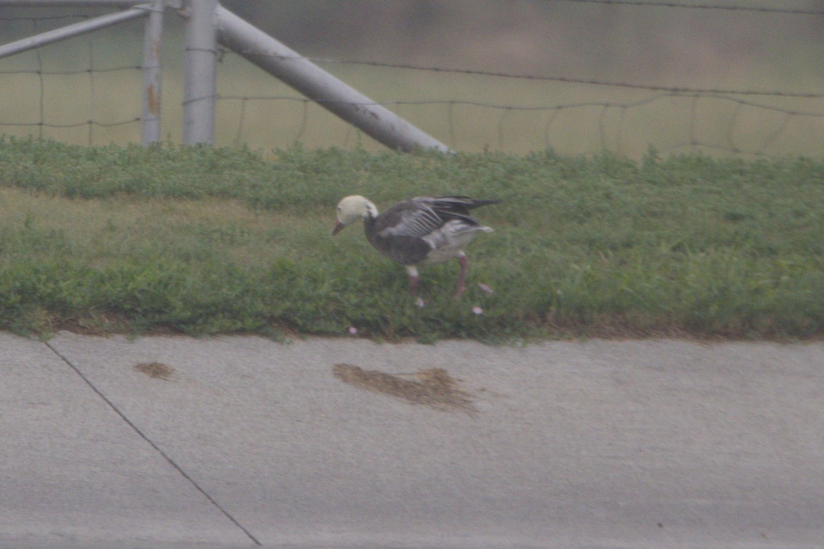 Цасны галуу - ML641866753