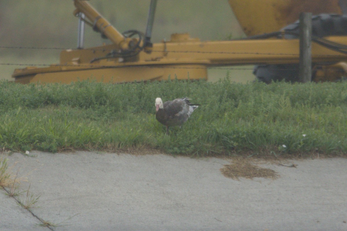 Цасны галуу - ML641866754