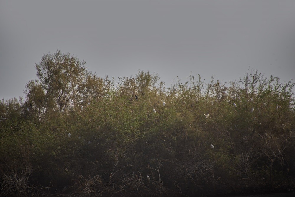 Reed Cormorant - ML641866756
