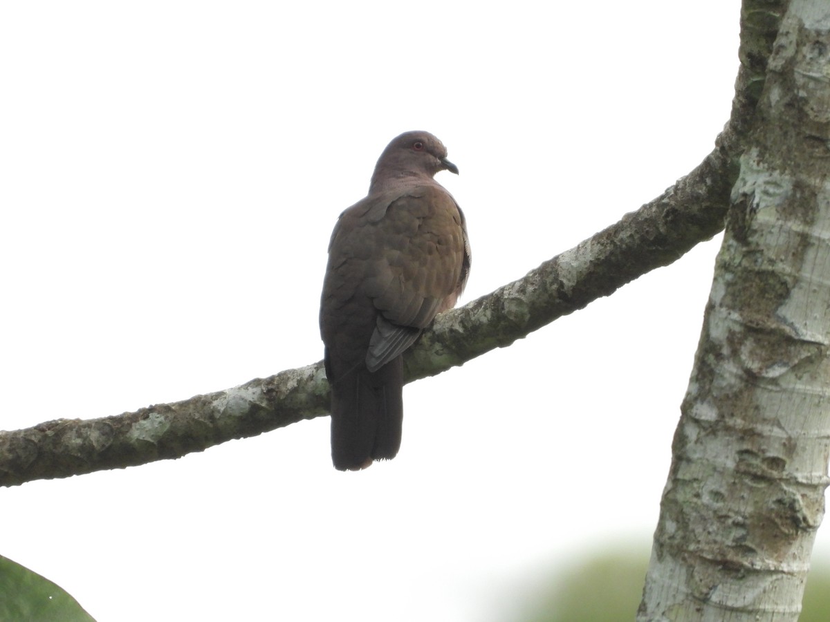 Short-billed Pigeon - ML641866767