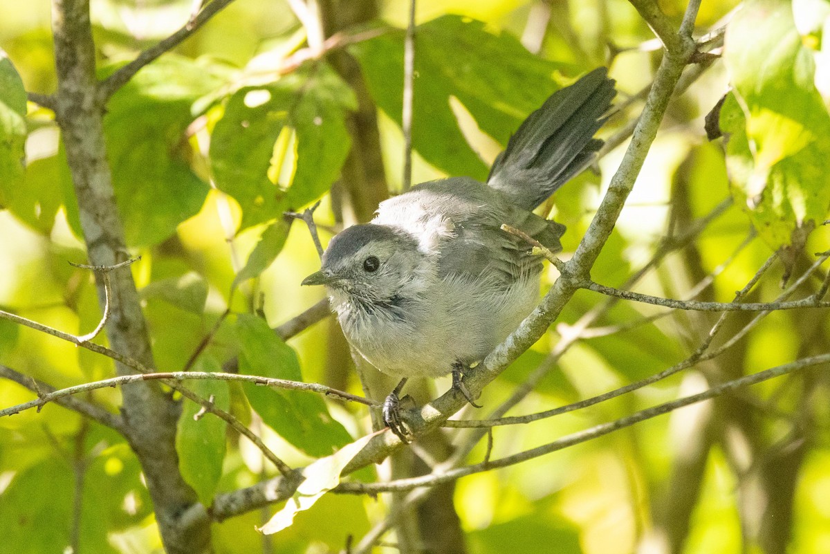 Gray Catbird - ML641866773