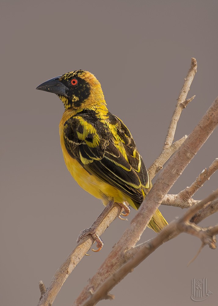 Village Weaver - ML641866781