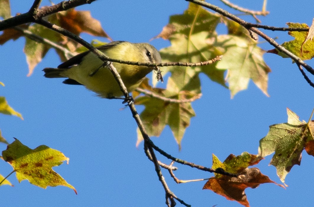 Philadelphia Vireo - ML641866794