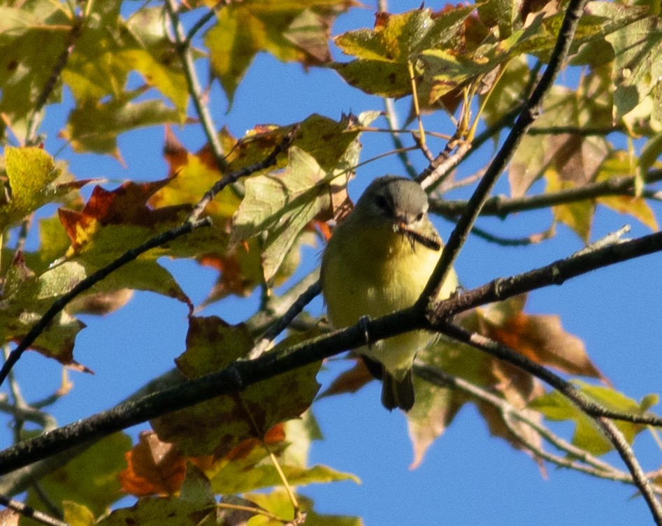 Philadelphia Vireo - ML641866795