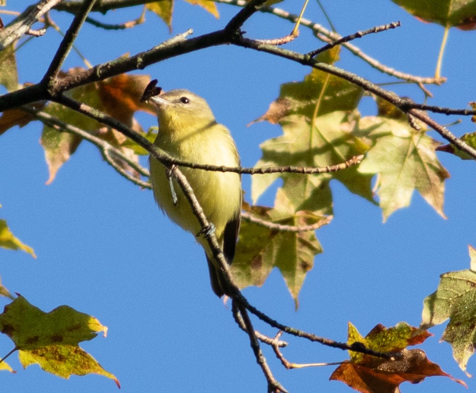 Philadelphia Vireo - ML641866796