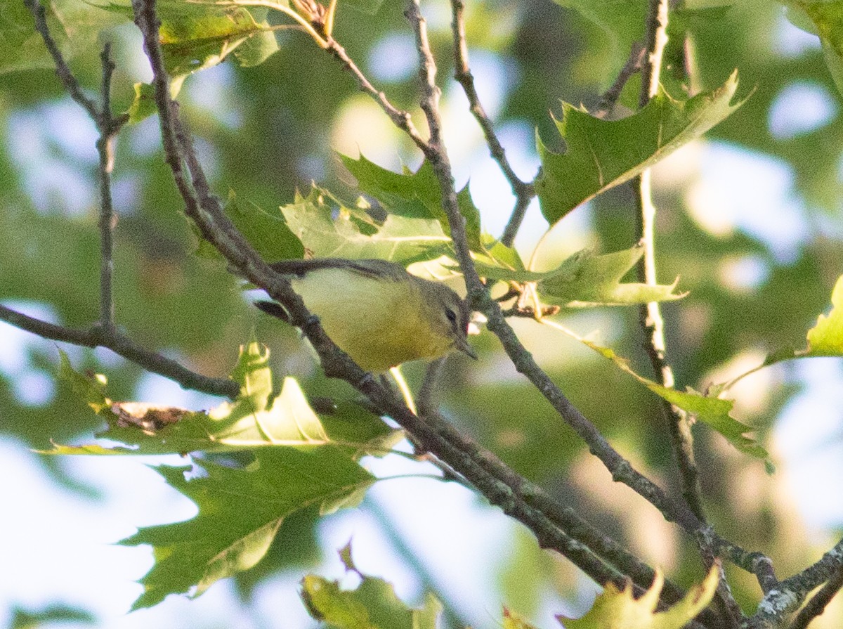 Philadelphia Vireo - ML641866797