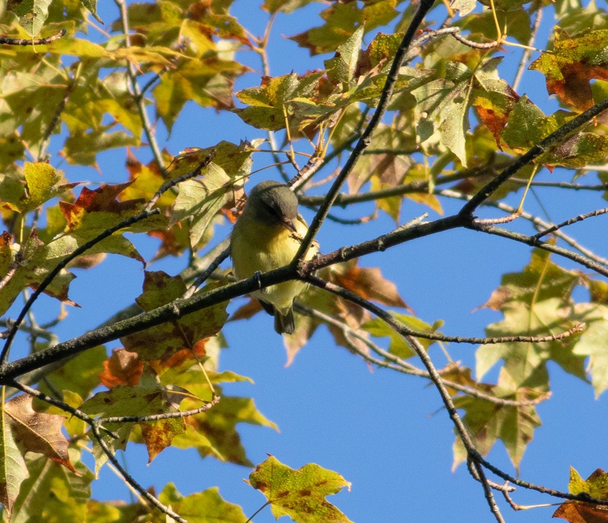 Philadelphia Vireo - ML641866798