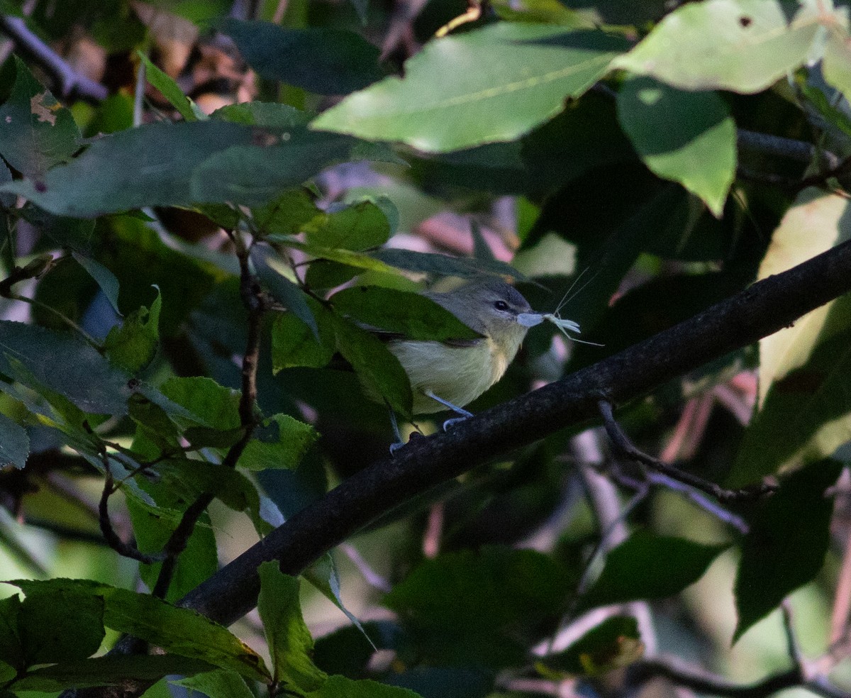 Philadelphia Vireo - ML641866799