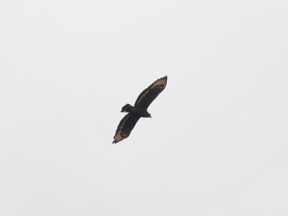 Crested Serpent-Eagle - ML641866803