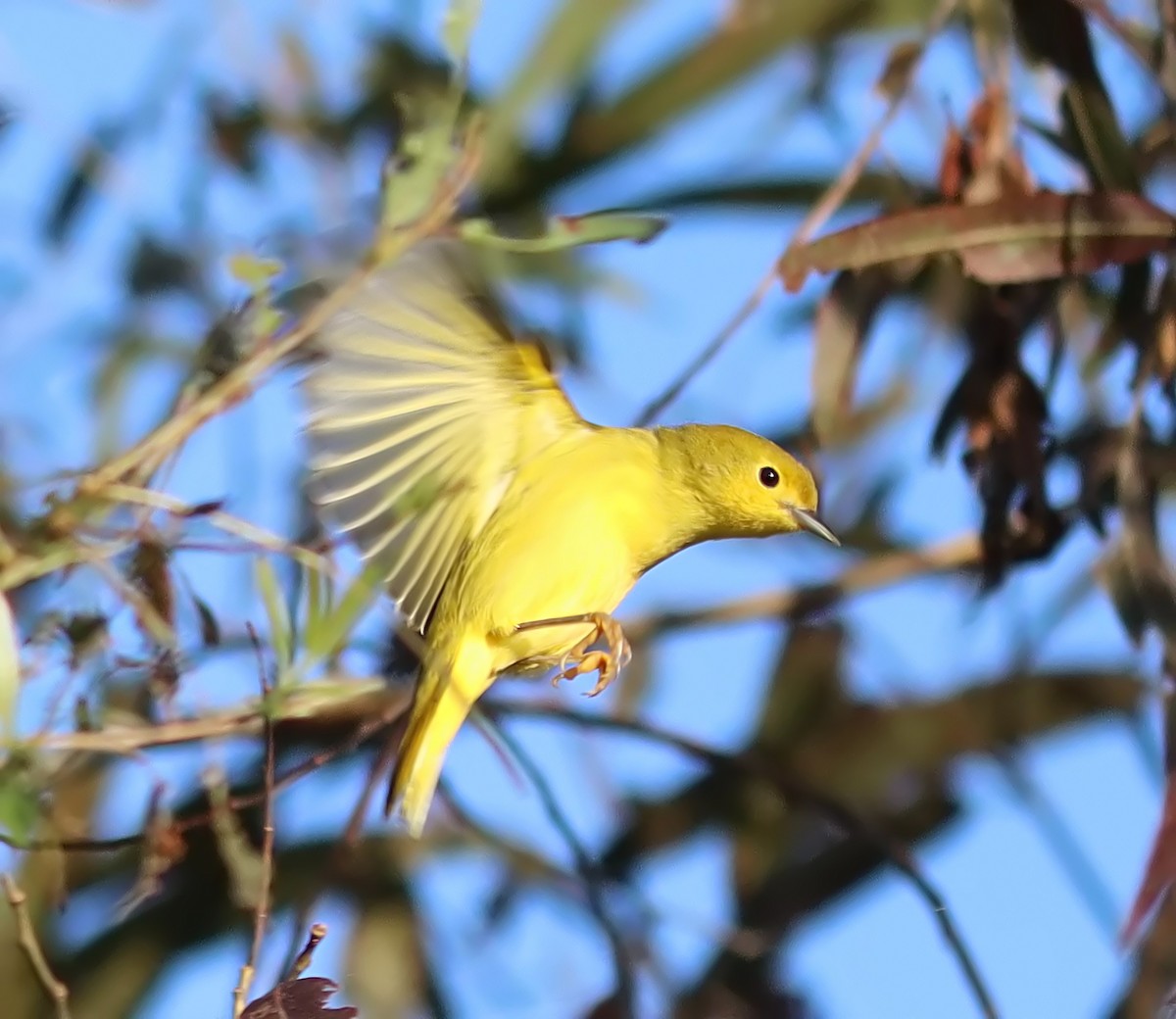 Yellow Warbler - ML641866805