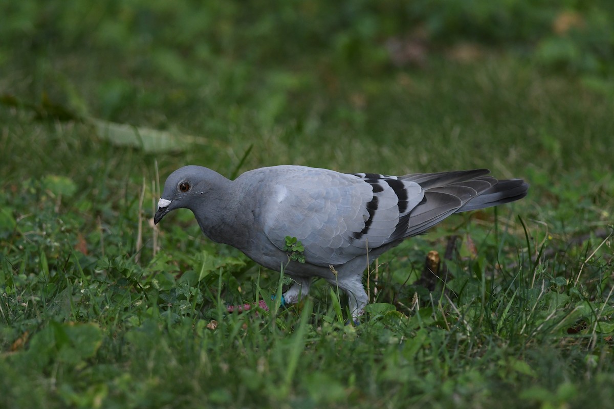 Kaya Güvercini (şehir güvercini) - ML641866808