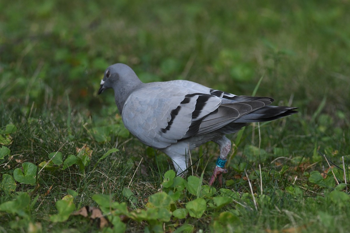 Kaya Güvercini (şehir güvercini) - ML641866809