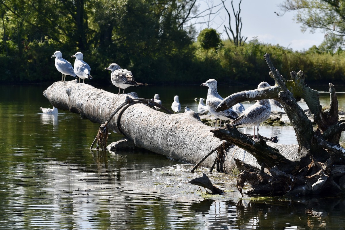 Ring-billed Gull - ML641866813
