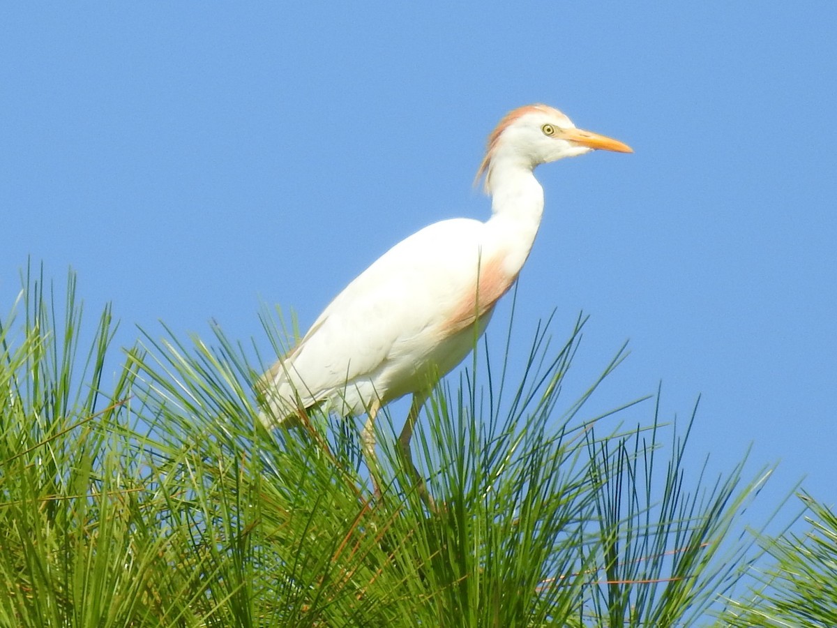 Western Cattle-Egret - ML641866815