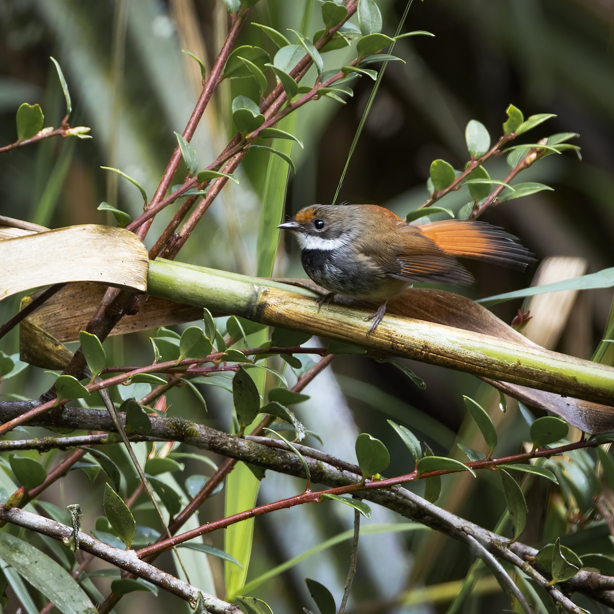Sulawesi Fantail - ML641866818