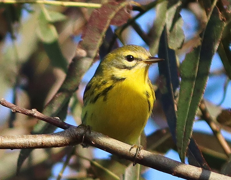 Prairie Warbler - ML641866821