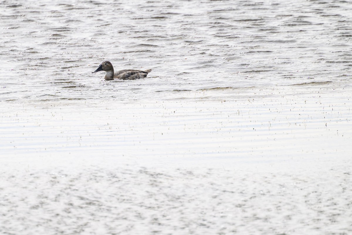 Canvasback - ML641866823
