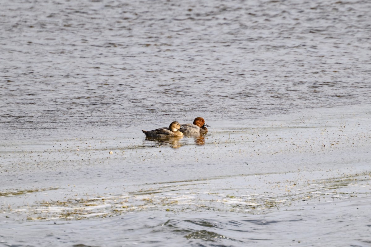 Canvasback - ML641866826
