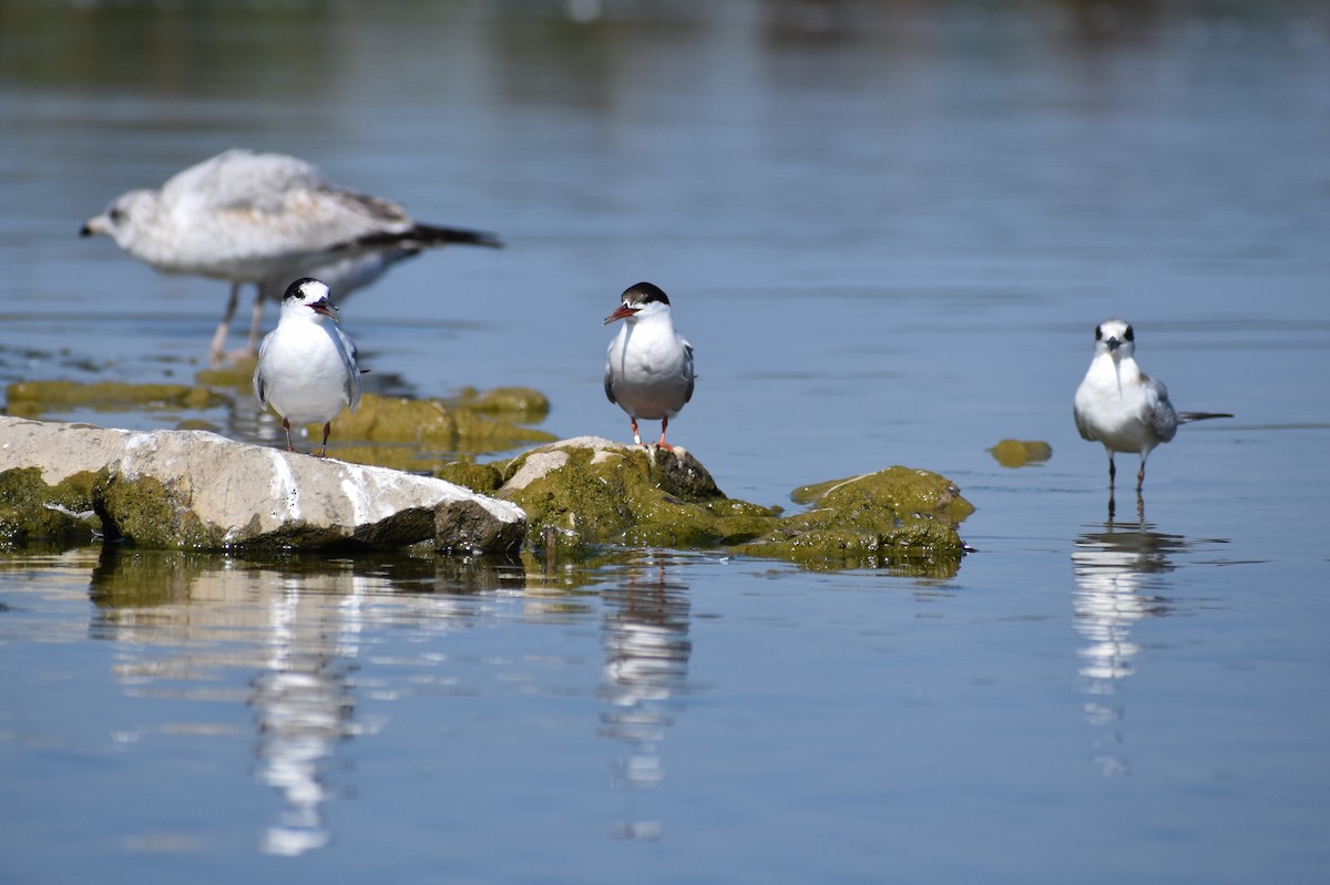 Common Tern - ML641866829