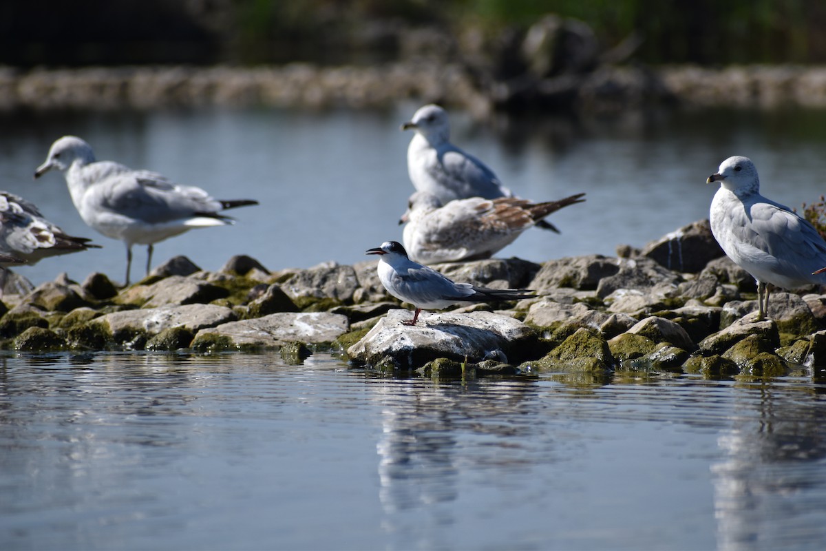 Common Tern - ML641866858