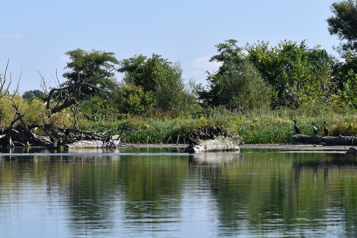 Double-crested Cormorant - ML641866867