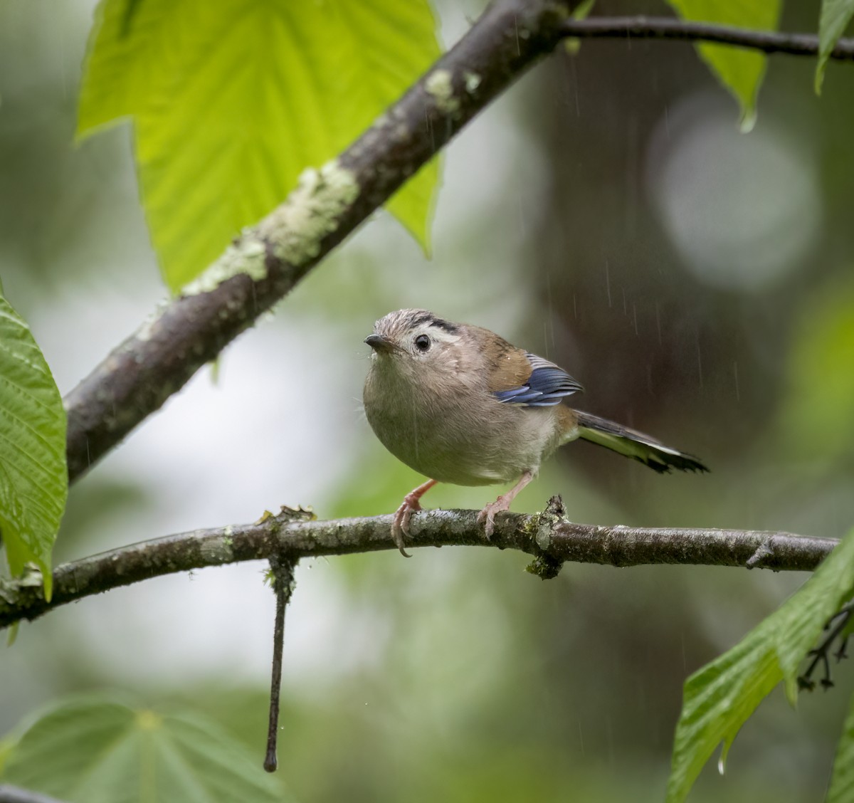 Blue-winged Minla - ML641866874