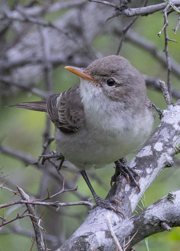 Olive-tree Warbler - ML641866879