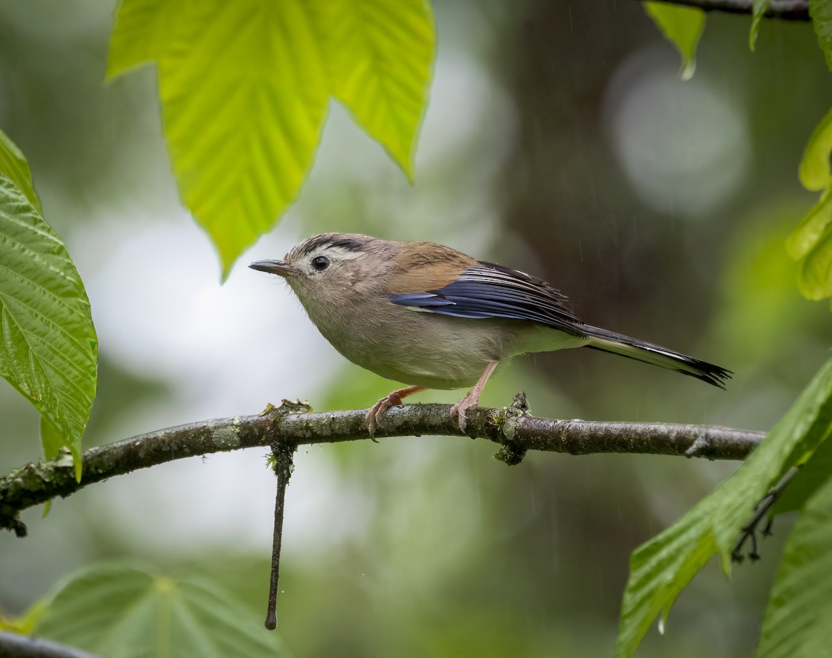 Blue-winged Minla - ML641866882