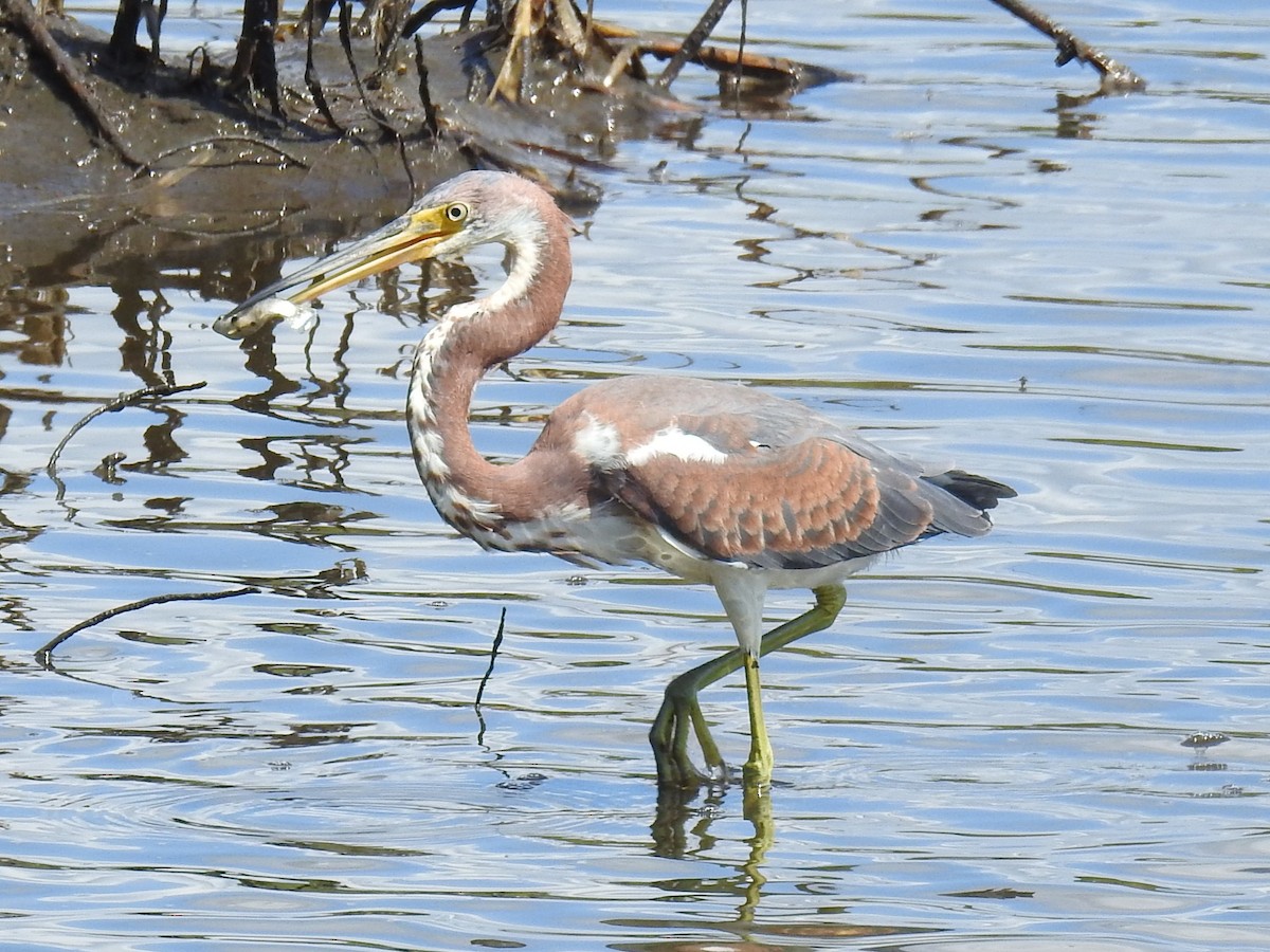 Tricolored Heron - ML641866891