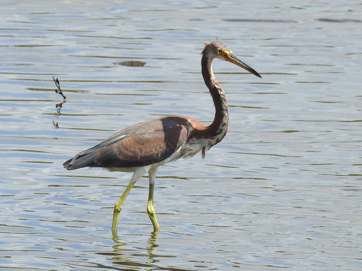 Tricolored Heron - ML641866892