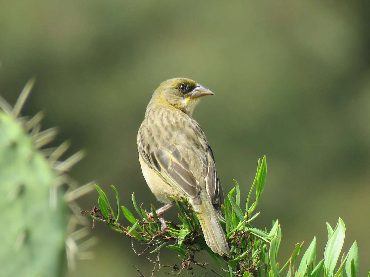 Baglafecht Weaver - ML641866893