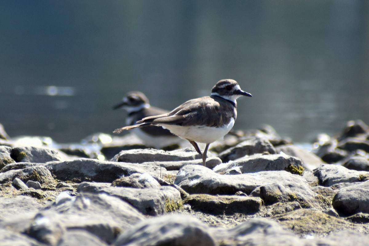 Killdeer - ML641866899