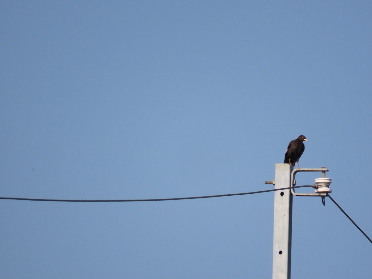 Crested Myna - ML641866946