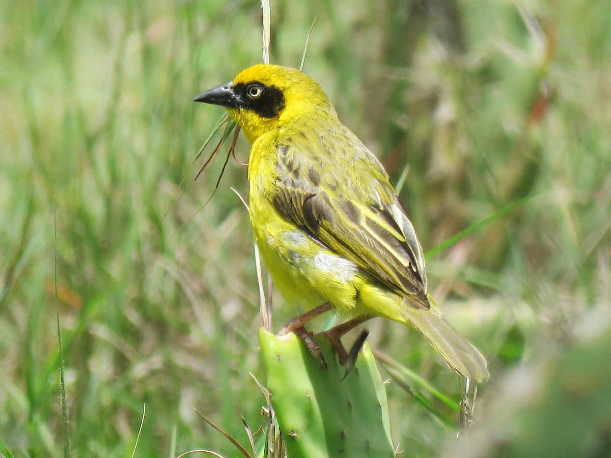 Baglafecht Weaver - ML641866968
