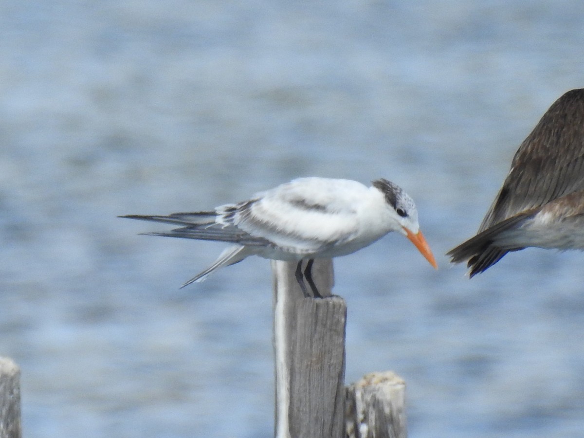 Royal Tern - ML641866973