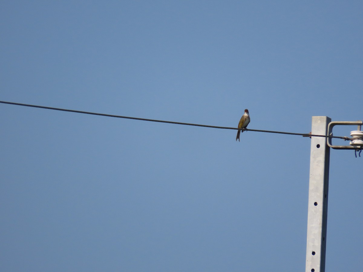 Light-vented Bulbul - ML641866974
