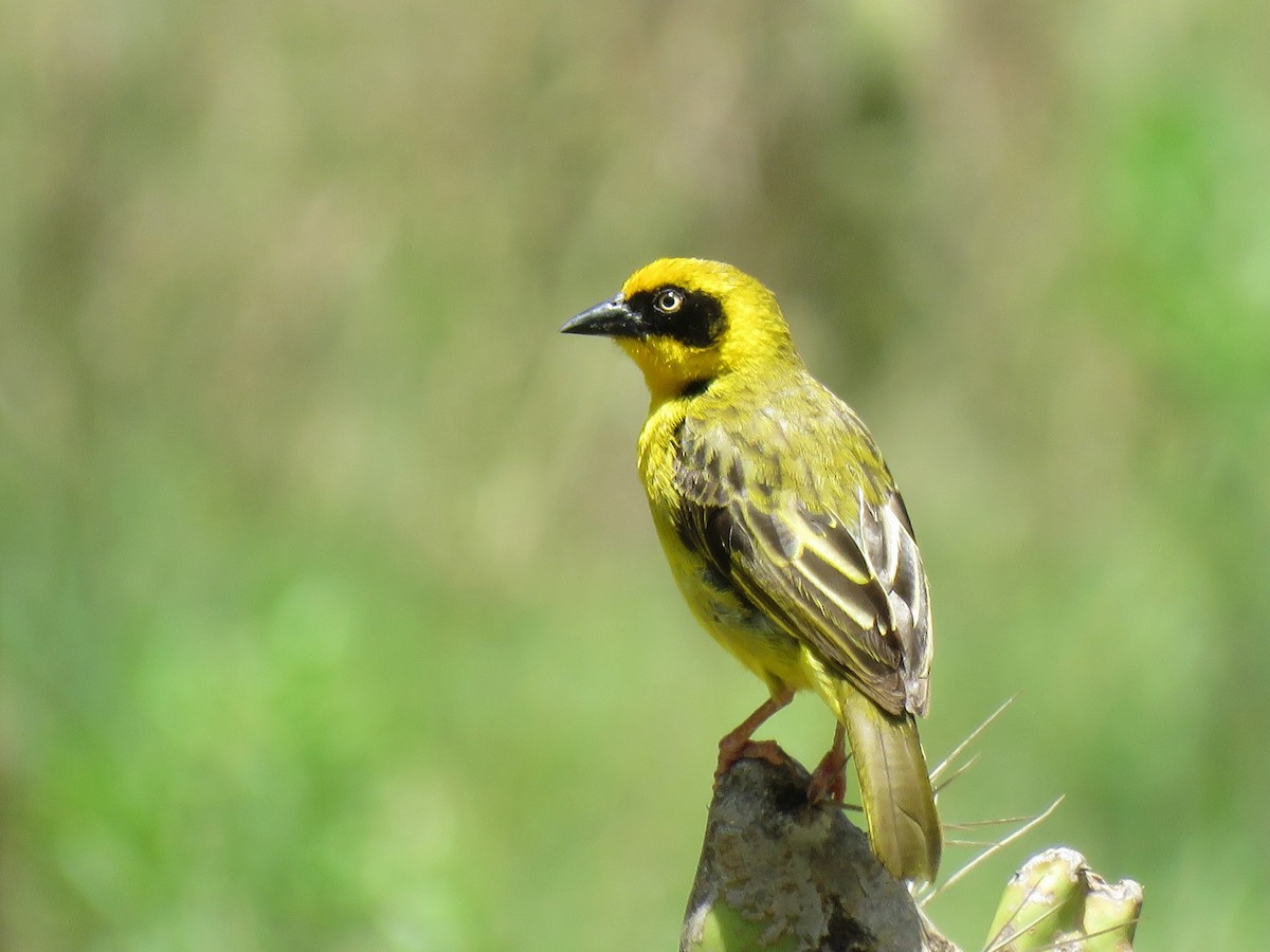 Baglafecht Weaver - ML641866983