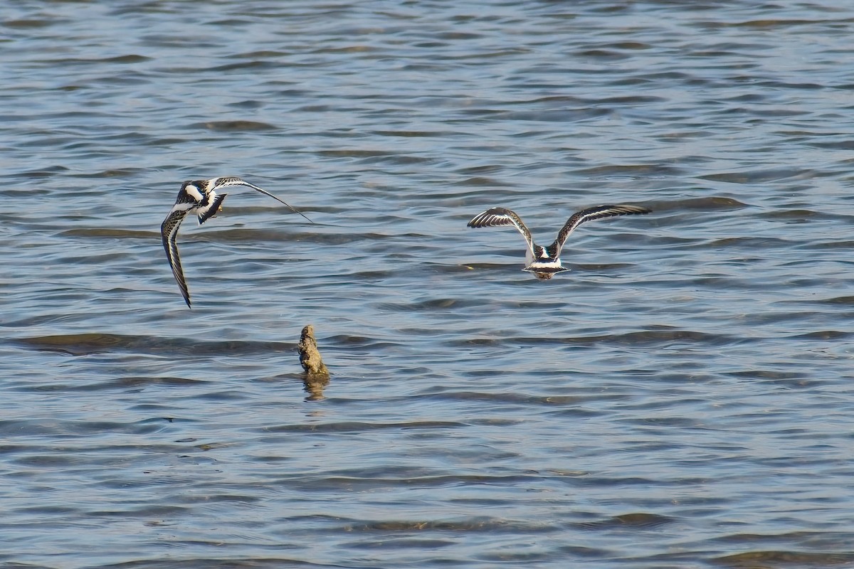 Ruddy Turnstone - ML641866986