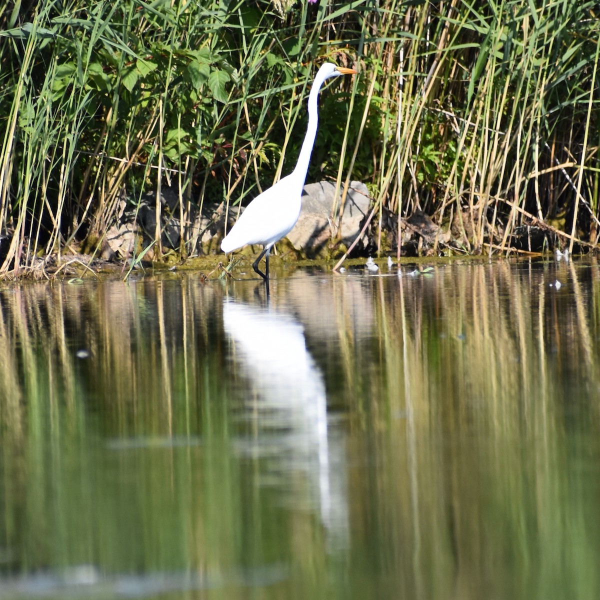 Great Egret - ML641866992