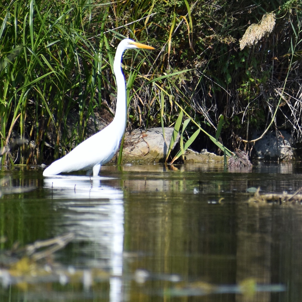 Great Egret - ML641866993